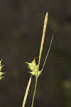 Pine barren sedge